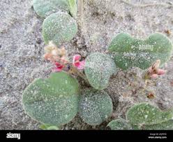 Image result for Indigofera flavicans