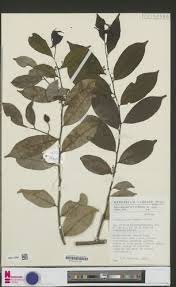 Image result for Carpolobia