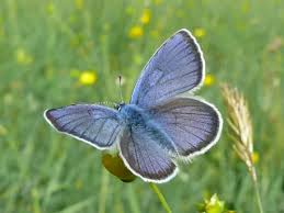 Image result for Micractis bojeri