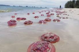 Pantai timur semenanjung malaysia, pantai sarawak dan pantai barat sabah menghadap ke laut china selatan. Foto Viral Ribuan Ubur Ubur Terdampar Di Pantai Ini Ceritanya Halaman All Kompas Com