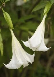 Flowers that bloom at night in india. A List Of Flowers Blooming At Night Like Stars Emitting Light List Of Flowers Night Blooming Flowers Flora Flowers