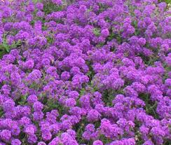 Image result for Verbena × teasii