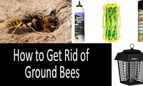 How To Get Rid Of Ground Bees Best Dusts Sprays Traps Buyer S Guide
