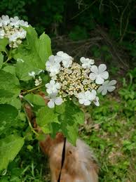 Image result for Hydrangea quercifolia