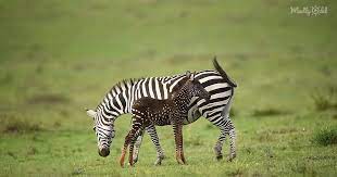 Zebras are more than just striped members of the horse family. Baby Zebra Found With Spots Where There Should Be Stripes