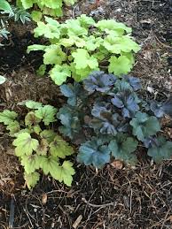 Heucherella Sweet Tea Foamy Bells Heuchera Electra Coral Bells Heuchera Obsidian Coral Bells Shade Garden Shade Garden Plants Garden Pictures