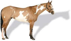 Buckskin pinto dun paint quarter horses in snow sticker. Coat Colors Apha