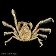 Image result for Polystachya macropoda