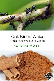 Here we've listed the best methods for getting rid of ants indoors and outdoors recommended by the scientists as well as 17 best ant control products that will leave ant activity often will subside in a matter of days as the number of ants in the colony declines. Natural Ways To Get Rid Of Ants In Your Vegetable Garden Gardening Channel