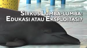 Poin menarik dari top gambar ikan lumba lumba gambar stiker adalah. Sirkus Lumba Lumba Edukasi Atau Eksploitasi Special Content Youtube