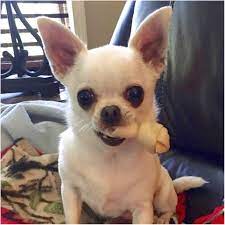 Chihuahuas aren't advisable for homes with children under the age of eight, just because of the possibility of injury by a youthful child. Teacup Chihuahua Puppies For Sale Augusta Ga