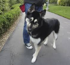 Black And Brown Husky Shepherd Mix The Dogs Of San Francisco Cute Funny Dogs Dogs I Love Dogs
