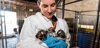 We did not find results for: 100 Dogs Rescued From Florida Puppy Mill Now Looking For Homes Aspca