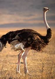 Bird That Looks Like An Ostrich Ostrich Struisvogels Dieren Wilde Dieren