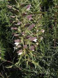 Image result for Acanthus polystachyus