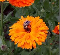 We did not find results for: Flower Plant List Edible Oasis