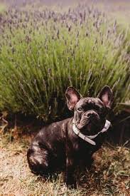 Locally sourced goods, fun and cute apparel. 39 Lavender And Pets Ideas Lavender Pets Dog Varieties