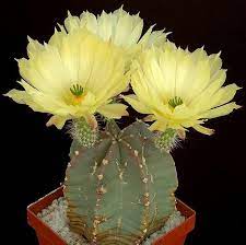 Echinocereus Subinermus Cactus Plants Cacti And Succulents Cactus Flower