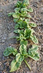 Image result for Spinacia oleracea