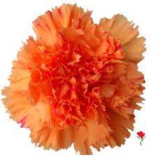 Orange Carnation From Flores Funza Variety Ragio Disole Availability Year Round Valentines Flowers Carnations Carnation Flower