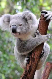 Koala Black Koala Cute Animals Animals Wild Koala