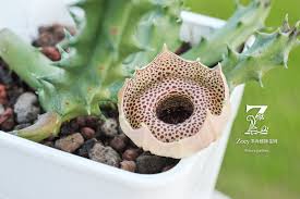 Image result for Huernia erectiloba