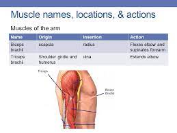 Muscles that are inserted medially and in the anterior aspect of the femur help rotate the leg medially. Muscle Names Movement Ppt Download