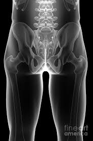 The bones of the back, together, make up the vertebral column. Bones Of The Pelvis And Lower Back Photograph By Science Picture Co
