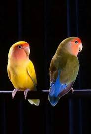 Bird vectors photos and psd files free download. 7 Ide Gambar Gambar Burung Cantik Burung