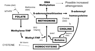 metabolism of homocysteine and the remethylationto