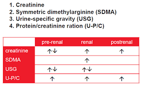 Image result for Renal Function