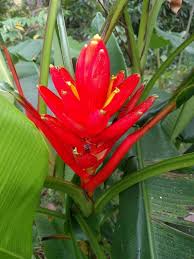 Image result for Coccinia senensis