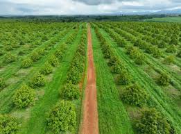 Giá sầu riêng lên cao gấp đôi, cổ phiếu Hoàng Anh Gia Lai (HAG ...