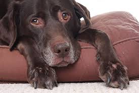 Check spelling or type a new query. Rvc Study Into Euthanasia Of Dogs Aims To Help Vets And Owners Better Prepare For That Toughest Decision