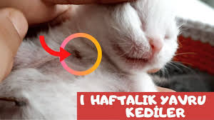 1 haftalik yavru kedi scottish fold yavru kedi british shorthair yav scottish fold kedi yavru kediler