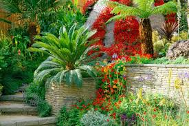 Image result for Cycas revoluta