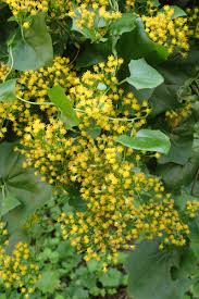 Image result for Delairea odorata