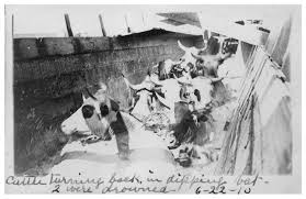 Image result for dip vat