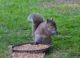 Picture What Squirrels Eat Corn On Cob Squirrel