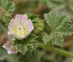 Image result for Malva neglecta