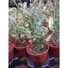 Image result for Opuntia monacantha