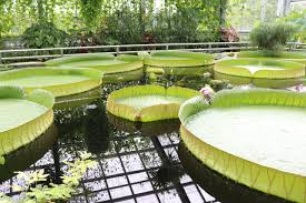 Im botanischen garten der technischen universität braunschweig werden u.a. Endlich Sie Bluht Wieder Neue Braunschweiger