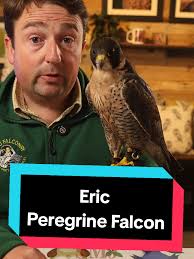 Eric Falcon