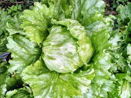 Jenis sayuran hidroponik ada beberapa yang bisa kamu coba di rumah. 6 Tips Budidaya Sayuran Selada Iceberg Organik Raden Pedia