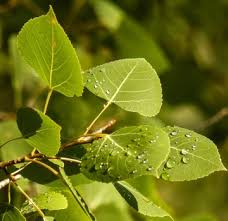 Image result for Syncolostemon sp. nov. aff. teucriifolius