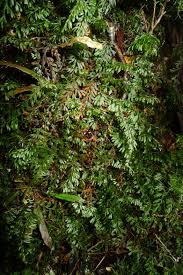 Image result for Hymenophyllum peltatum