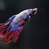 Aug 23, 2018 · ich is a parasite that will ultimately kill your betta if not treated properly. Https Encrypted Tbn0 Gstatic Com Images Q Tbn And9gcsflu6psj0 D8ey29iw Mxqdax Zyvqowwjuvijgkl68ketxmo5 Usqp Cau