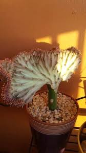 798 likes · 10 talking about this · 26 were here. Coral Cactus Turns Pink At Full Sun Coral Cactus Cactus Succulents