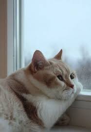 Informasi tentang foto kucing, gambar kucing, wallpaper kucing, artikel kucing, perawatan kucing untuk kucing jenis himalaya ada beberapa produk makanan kucing yang bagus dan cocok untuk. 130 Ide Kucing Kucing Kucing Lucu Binatang