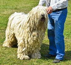 Image result for Komondor